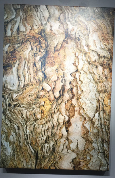 "Coastal Giant Redwood Tree Bark" by Anne Griffin  $335