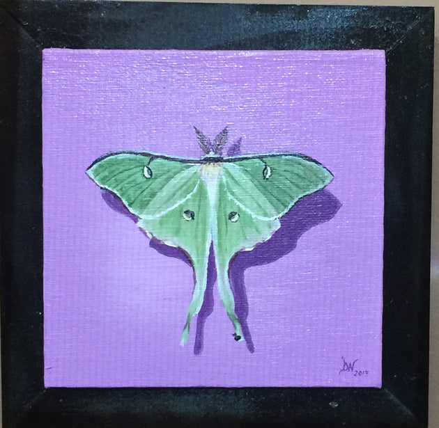 "Luna Moth” by Denise Najera