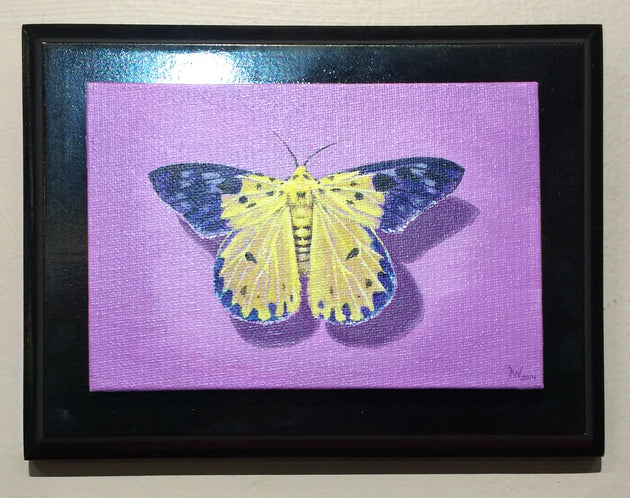 "Moth Study" by Denise Najera  $75