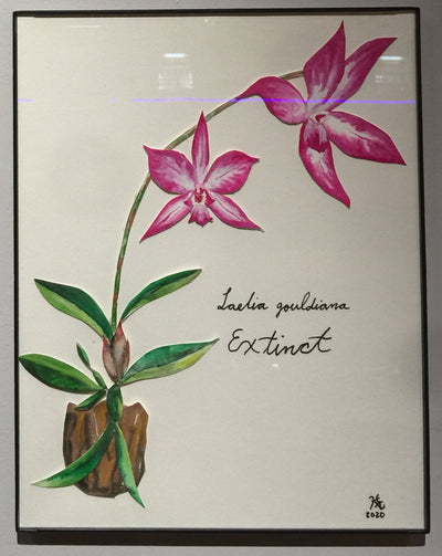 "Laelia gouldiana, Extinct" by Karen Eliza Aguilar  $50