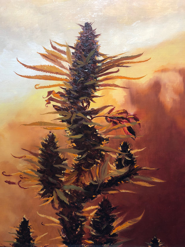 “Amber Harvest” by Ryan Stalsby